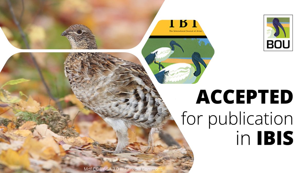 ACCEPTED for publication in @IBIS_journal Snow cover constrains the behavioural flexibility of a winter-adapted bird | doi.org/10.1111/ibi.13… Amy A. Shipley, Benjamin Zuckerberg | #ornithology