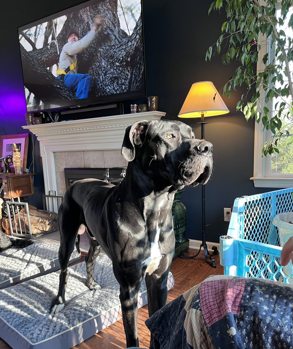 DoodleAndDane's tweet photo. Enjoying the warm morning sun! #GreatDanes https://t.co/aUZNhqWDMi