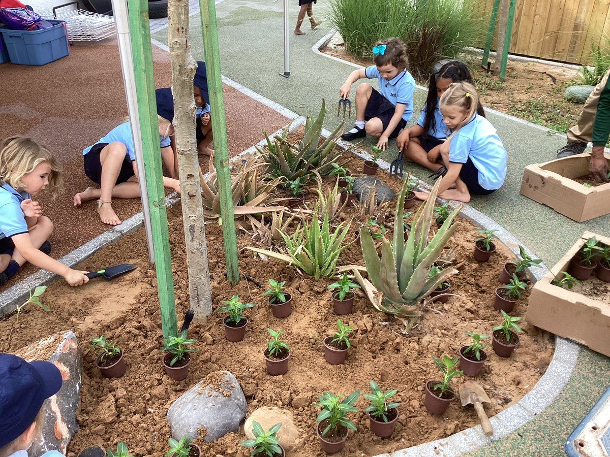 Today we are showing care for out environment and being kind and helpful students by helping the school gardener! He needed some volunteers to help plant the new plants. They children told him they need sunlight ☀️,water and air to grow. #UTW #caring