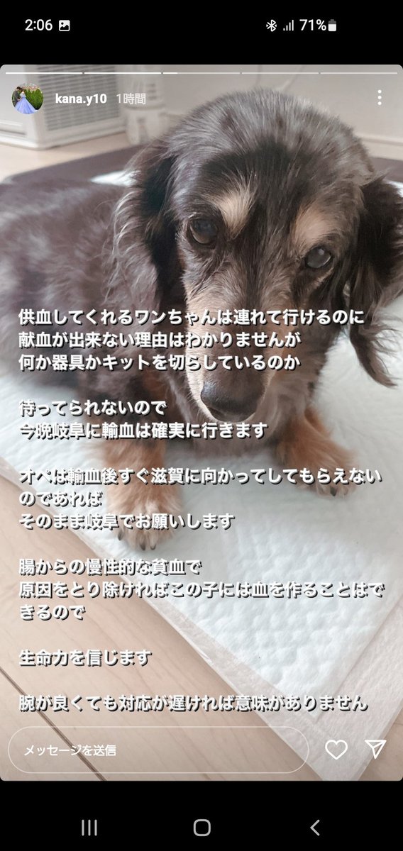Pug_times's tweet photo. 【緊急】引き続き、拡散、ご協力のほどよろしくお願いします!!!

DMはこちらにお願い致します！
@kana10yuuume

#献血 #供血犬 #緊急 #岐阜県 #福井県 #拡散希望RTお願いします  #大型犬 #ふじの動物病院 #大垣市 https://t.co/P4sJcqUHH0