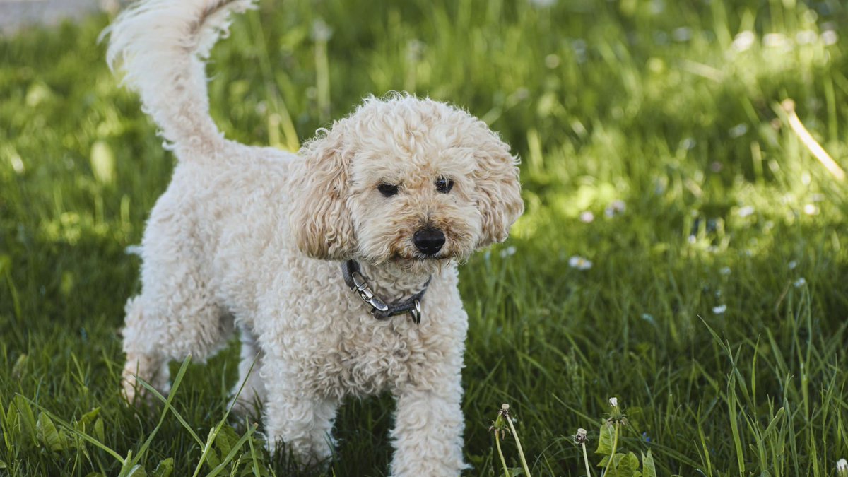 sage_s65739624's tweet photo. "Leave it," like "stay," is a #command that can help keep your #dog_safe and perhaps save his life. "#Leave_it" must be taught and practiced frequently with all #dogs. #Dog_Training #For_dogs_leave_it_command #Leave_It_order_to_your_dog
https://t.co/KGVxoceNGY https://t.co/hk519EjvQw