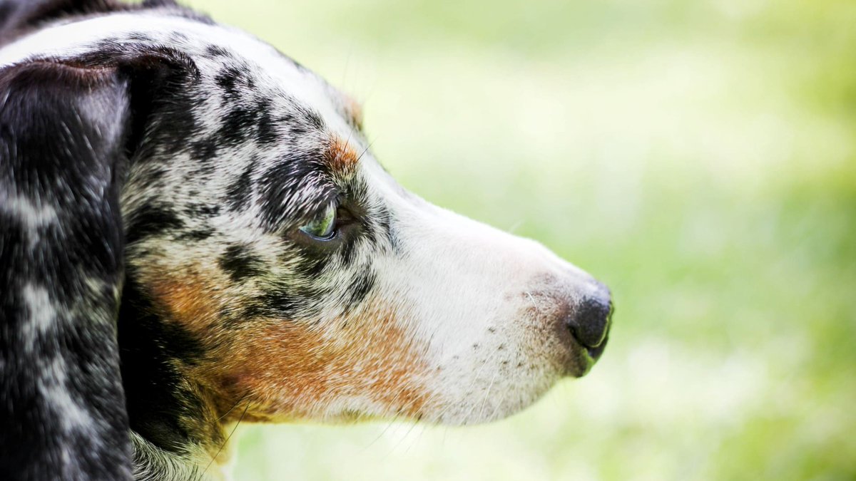 sage_s65739624's tweet photo. "Leave it," like "stay," is a #command that can help keep your #dog_safe and perhaps save his life. "#Leave_it" must be taught and practiced frequently with all #dogs. #Dog_Training #For_dogs_leave_it_command #Leave_It_order_to_your_dog
https://t.co/KGVxoceNGY https://t.co/hk519EjvQw