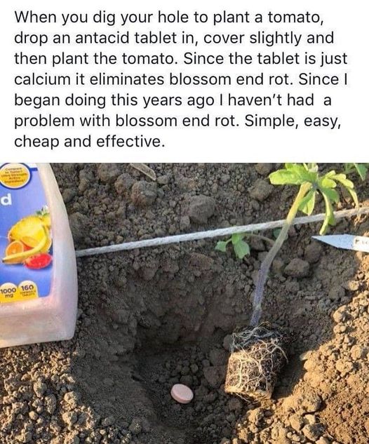 I came across this on InstaGram and I'm wondering if any of you know if it's true or have tried it? #DesertGarden #GardenHack #HaveYouEver #Tomatoe