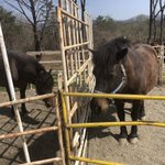 ひるがのホープロッジ ひるがの高原 木曽馬牧場のツイート画像