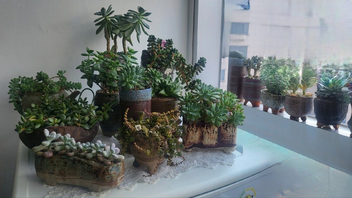 hayena486's tweet image. 다육이를 이렇게 이쁘게 키우시다니😍
#다육이 #다육이키우기