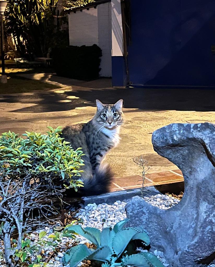 YOLA POLASTRY tweet media