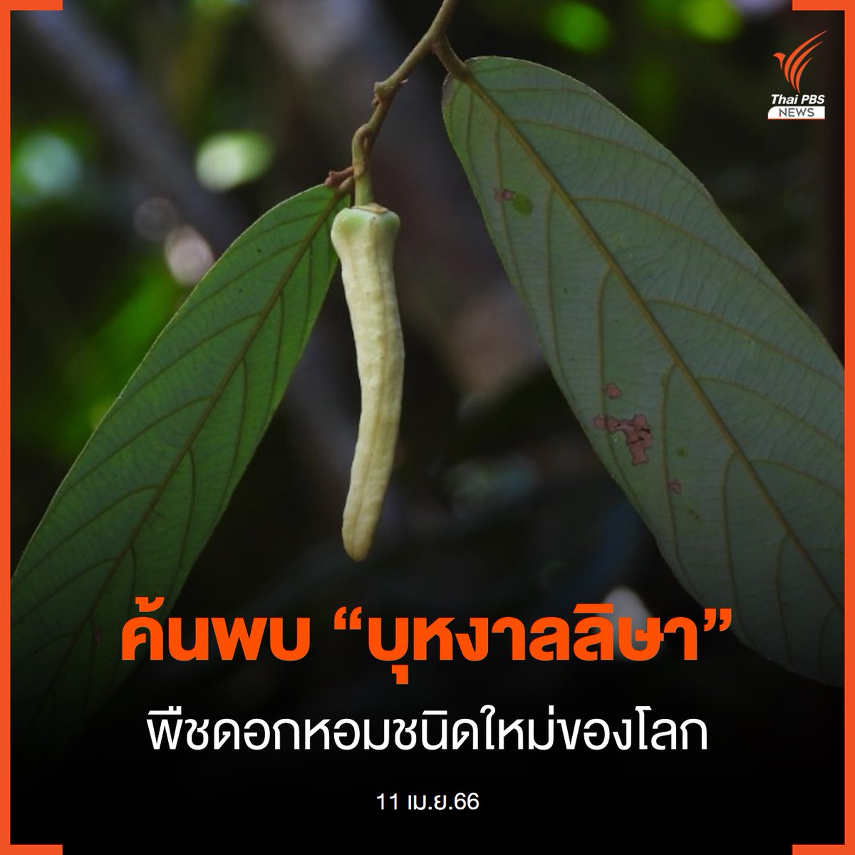 Thai PBS News tweet media