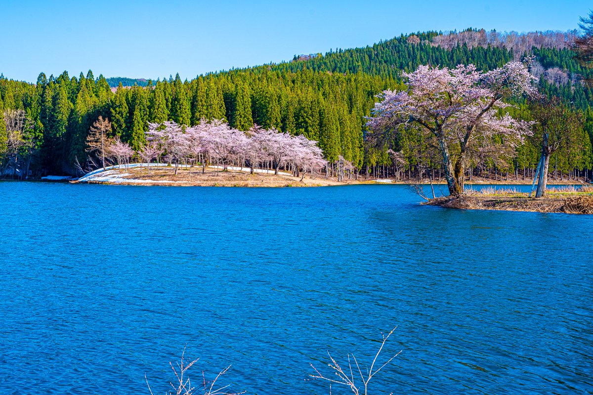 #風景写真 #自然 #landscapephotography #青空 #春 #spring #花 #flowerphotography #桜 #cherryblossoms #花見 #花の写真 #春の花 #スナップ写真 #散歩 #写真好きな人と繋がりたい #季節の花 #amazingview #hanami #reflection #リフレクション #雪国 #残雪 #中子の桜