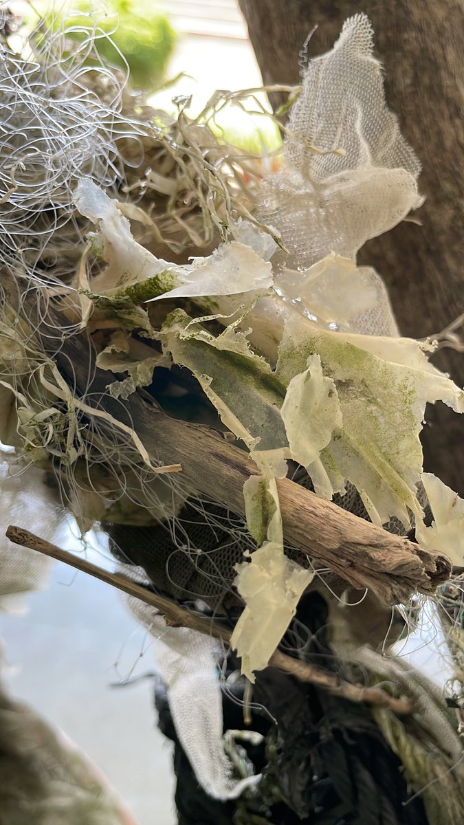 Graham Jeffery (@grahamjeffery) on Twitter photo Which is which - plastic or organic material ? Stuff gathered from the #Mumbai mangroves where the seaweed and other ocean debris is completely intermingled with plastic waste - <a href="/compound13lab/">Compound 13 @compound13lab@mas.to</a> Which is which - plastic or organic material ? Stuff gathered from the #Mumbai mangroves where the seaweed and other ocean debris is completely intermingled with plastic waste - <a href="/compound13lab/">Compound 13 @compound13lab@mas.to</a>
