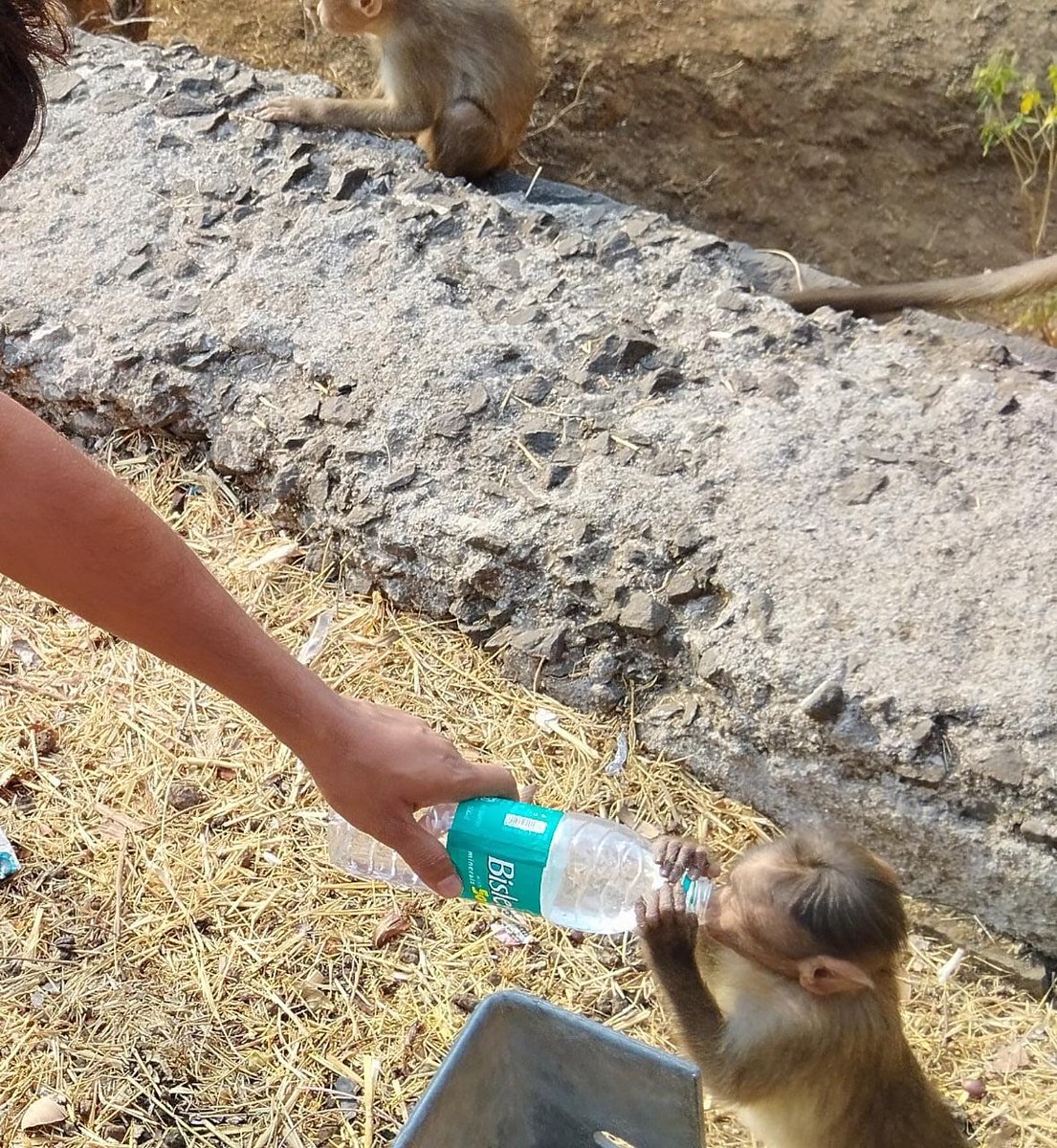 jitendrachilka's tweet photo. Pyas sabko lagti hai gala sabka sukhta hai,thanks @BisleriZone for the water making available everywhere. Pic Credit to me
#monkey #Bisleri #thrust #animal https://t.co/4ealOedzhn