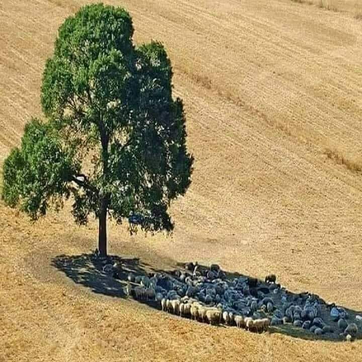 MsCiencia2's tweet photo. Hagamos conciencia y plantemos un árbol. https://t.co/OUYU8zqyq3