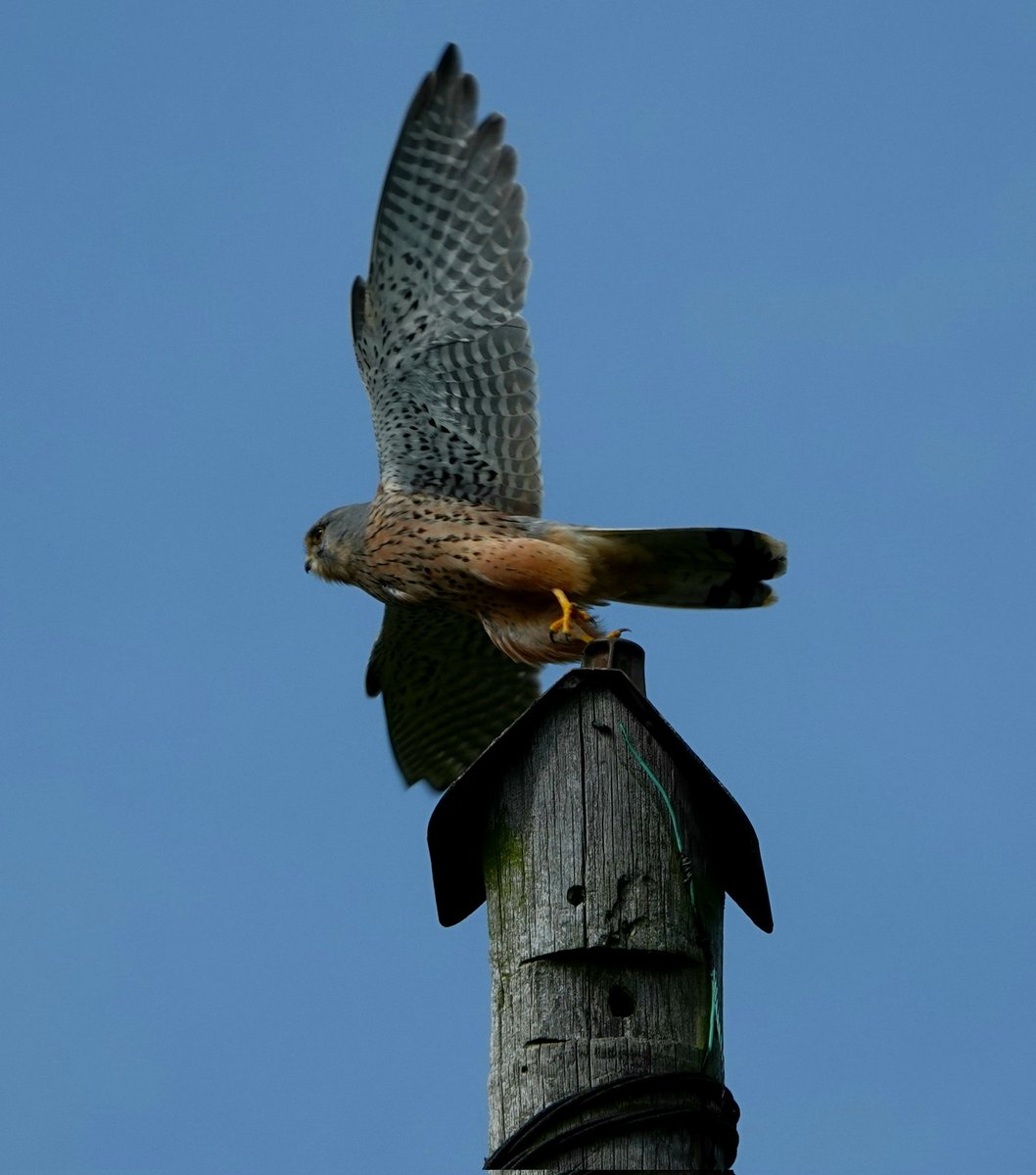 Perfect Monday morning for a 'windhover' 
The kestrel (falco tinnunculus) so called due to its ability to hover stationary in strong winds looking for it's prey. This one was at the top of my lane just now.
Conservation@althorp.com #Althorpestate #kestrel #birdsofprey #Nature