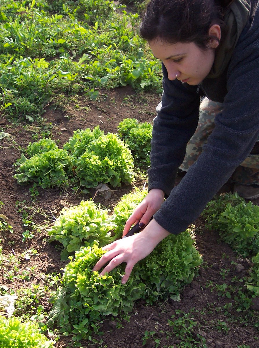 OUR VEG LIKE SUN!🌞 - mailchi.mp/71a76207cca2/o…