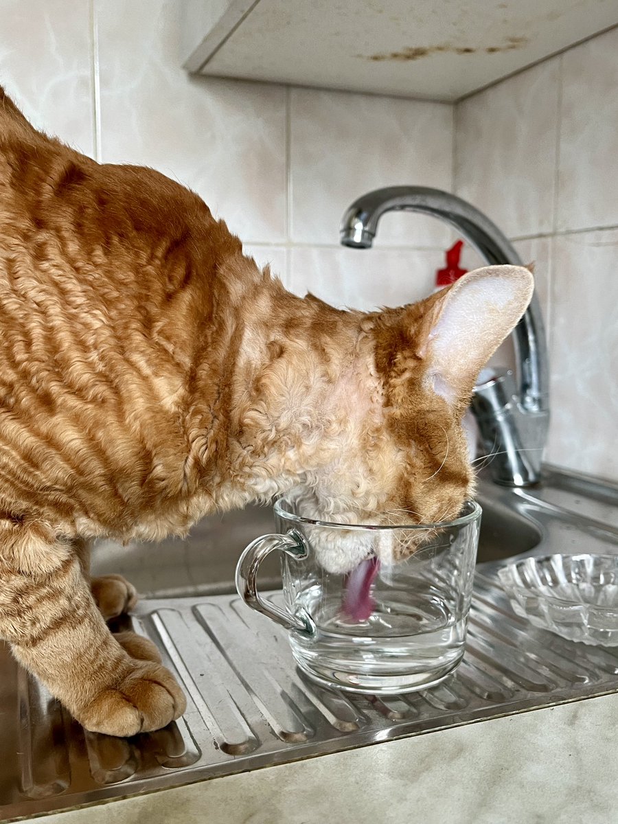 senbermyau's tweet image. я: (наливаю воды в чашку)
я: (набираю полный рот колёс)
я: А

кот: Боженька спасибо за эту чашку воды что стоит на моем пути и мне не придется идти до поилки

я: Окей….
я: (наливаю воды в другую чашку)

кот: Боженька спасибо и за эту чашку воды что стои-