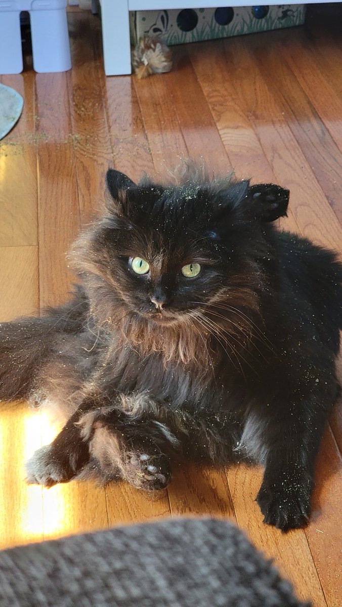 bombsfall's tweet image. catnip