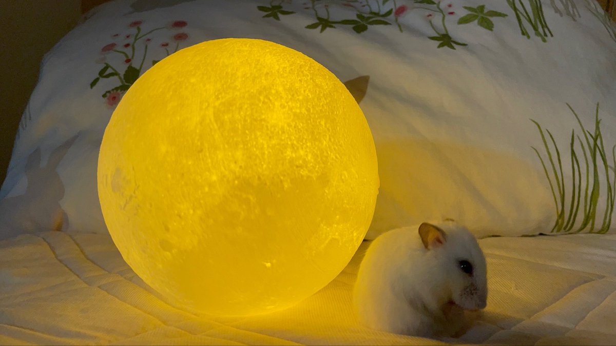 sweeet_rabbbit's tweet photo. そういえば最近いい写真が撮れたのでご覧ください！🌕🐹 https://t.co/YMtxJ0Xh4k
