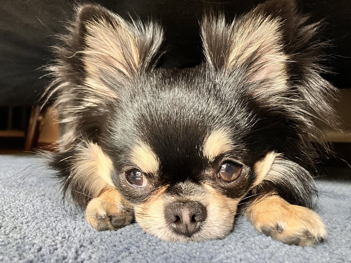 んんんん〜かわいいねぇ
#チワワのいる暮らし 
#犬のいる暮らし https://t.co/oYokMD7YrW