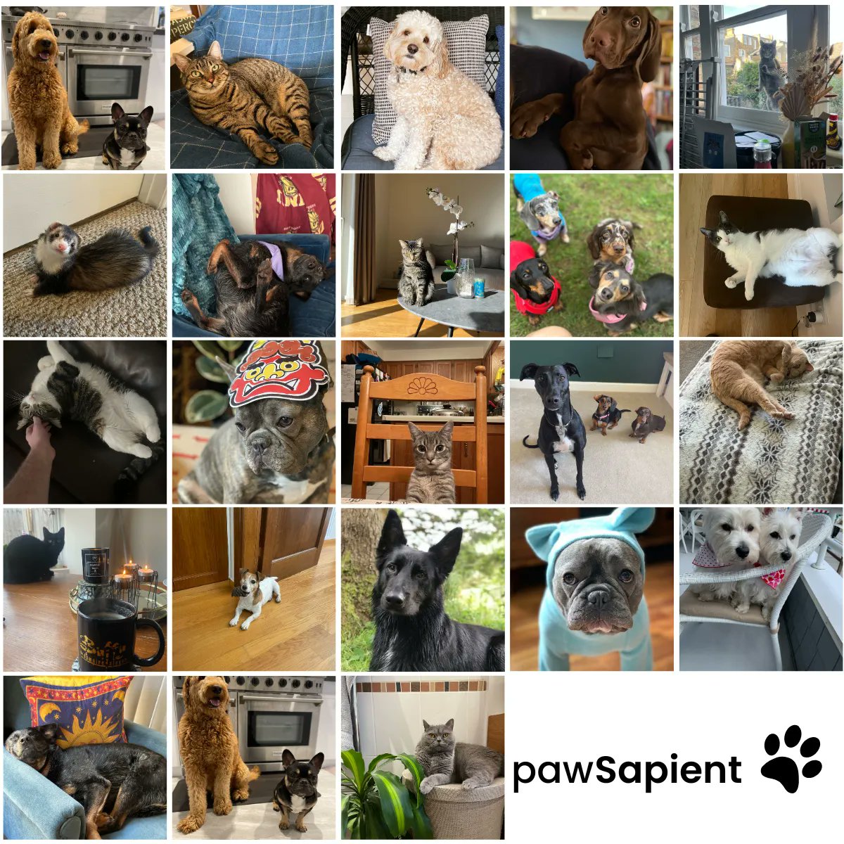It's National Pet Day! Many have embraced hybrid working the past years including proSapient and due to this, when working from home socialising in between the hours of 9-5 has been replaced with a new type of co-worker. So here’s to all the pawSapient’s out there!