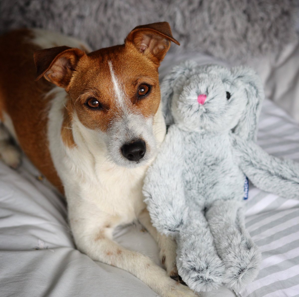 dotty4paws's tweet photo. Todays #TopDogTuesday photography challenge is to share a photo of your Easter dog!
So don those bunny ears and preen those whiskers! π°
Go, go, goβ¦β¦letβs see those pics πΈ
#MHHSBD #earlybiz https://t.co/SyWWFkXFqa