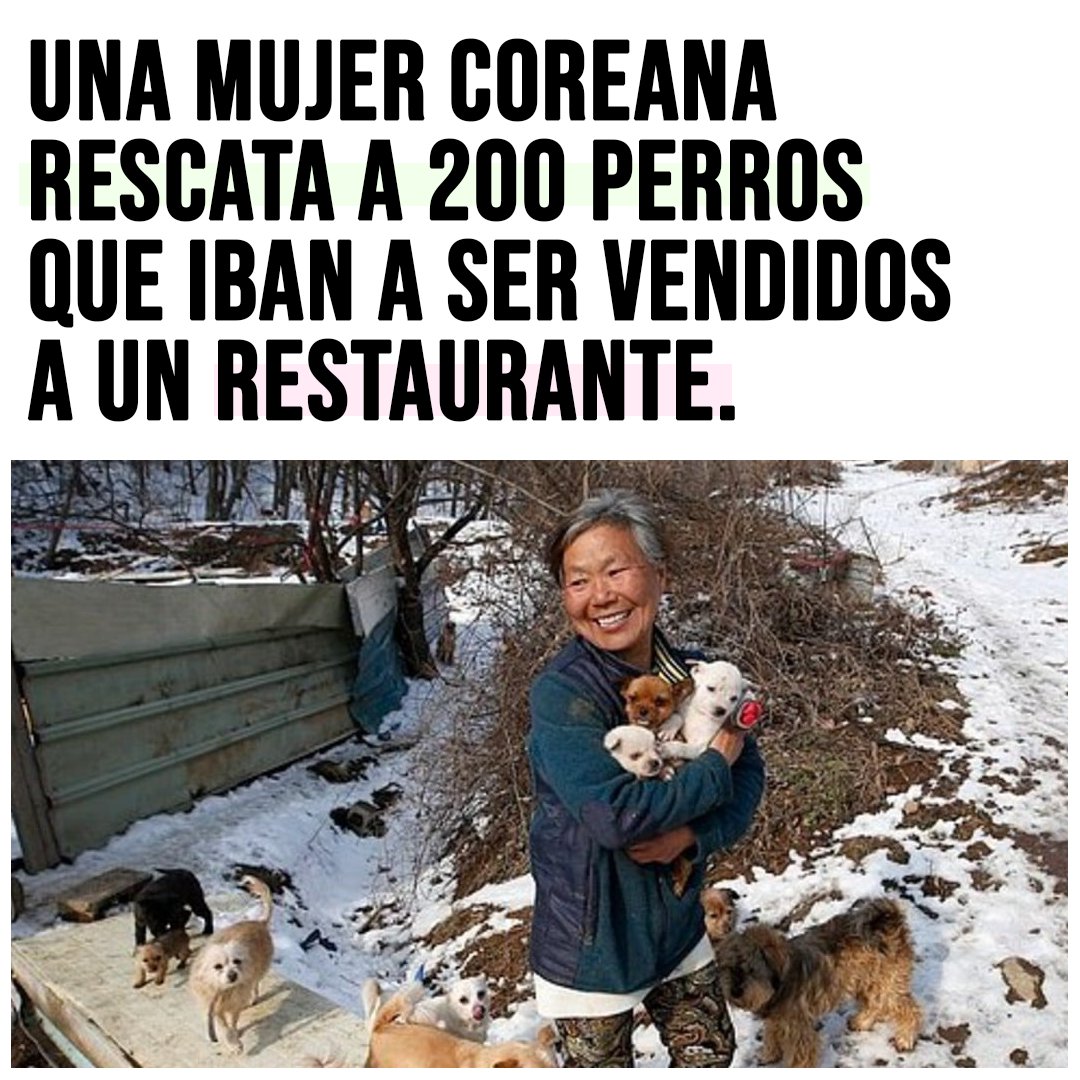 ruben_prz's tweet photo. MÁS PERSONAS COMO ELLA 👏🏼

El activismo contra el uso de perros y gatos como carne también tiene victorias, como el rescate de doscientos animales vendidos como alimento.

📰 https://t.co/C6uhz5CPzV https://t.co/iAvXUSirpj