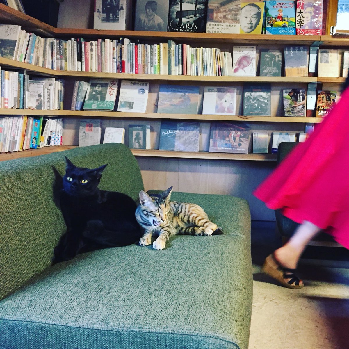yumiyumi_yu's tweet photo. #cat #catstagram #cats #lemoncat #blackcat #くろねこ #黒猫好き #bookstore #bookcafe #本屋 #猫のいる暮らし https://t.co/tAbwslvM8g