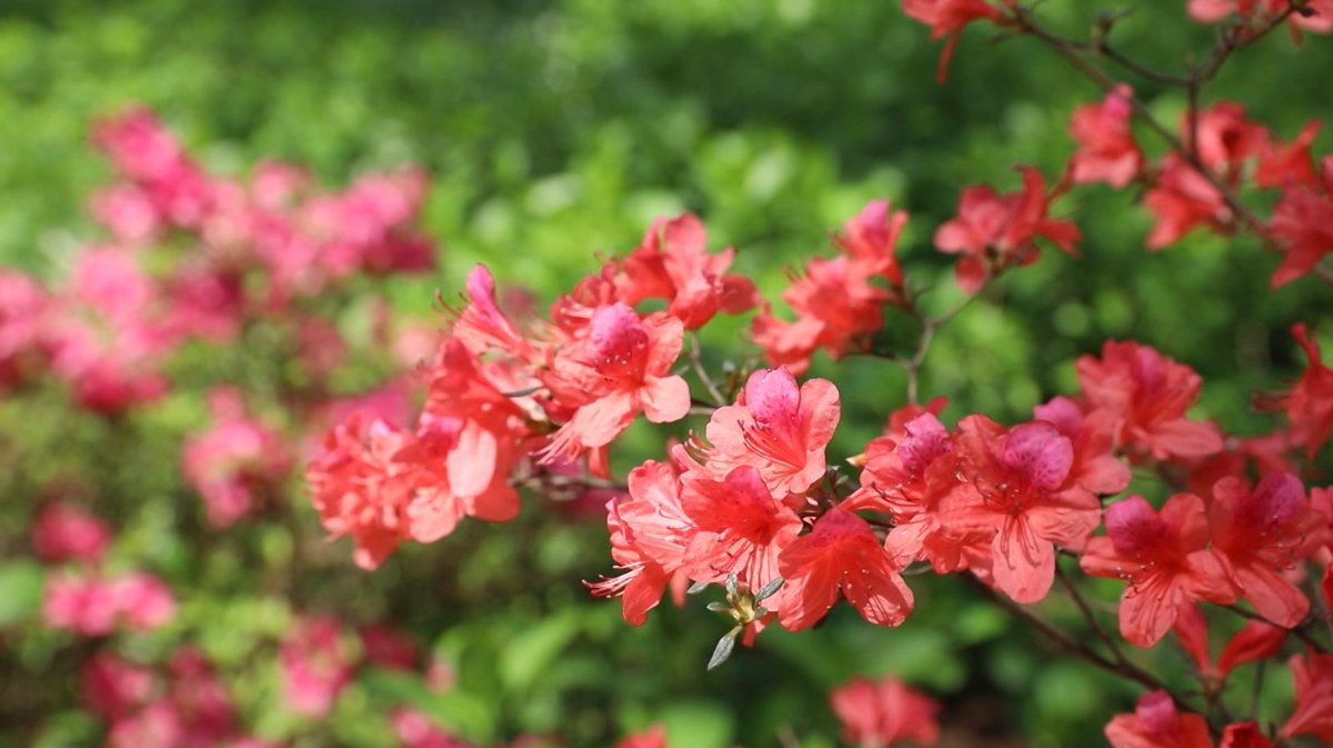 hangzhoufeel's tweet photo. 🌺🌻🌼The hillsides at #Linping Mountain #Park are blanketed by flowering plants in clusters. More than 300 species of #azaleas have ushered in full #bloom and the #florescence will continue until May.
#Hangzhou #spring #springtour https://t.co/ZK9UjSMZr9