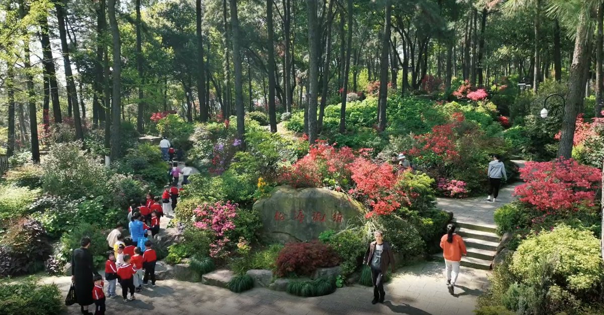 hangzhoufeel's tweet photo. 🌺🌻🌼The hillsides at #Linping Mountain #Park are blanketed by flowering plants in clusters. More than 300 species of #azaleas have ushered in full #bloom and the #florescence will continue until May.
#Hangzhou #spring #springtour https://t.co/ZK9UjSMZr9