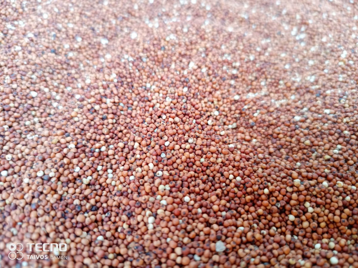 Another #powerhouse. #fingermillet!
As we celebrate the #iym2023 we want to ensure we can utilize our locally grown millets that are drought tolerant to avert the effects of #climate change, promote (#sdg12), (#sdg1),(#sdg13)(#sdg3)