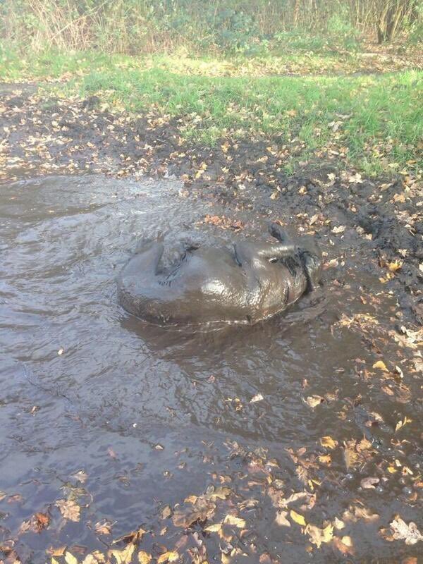 New Forest Dog 🌈 and Her Indoors tweet media