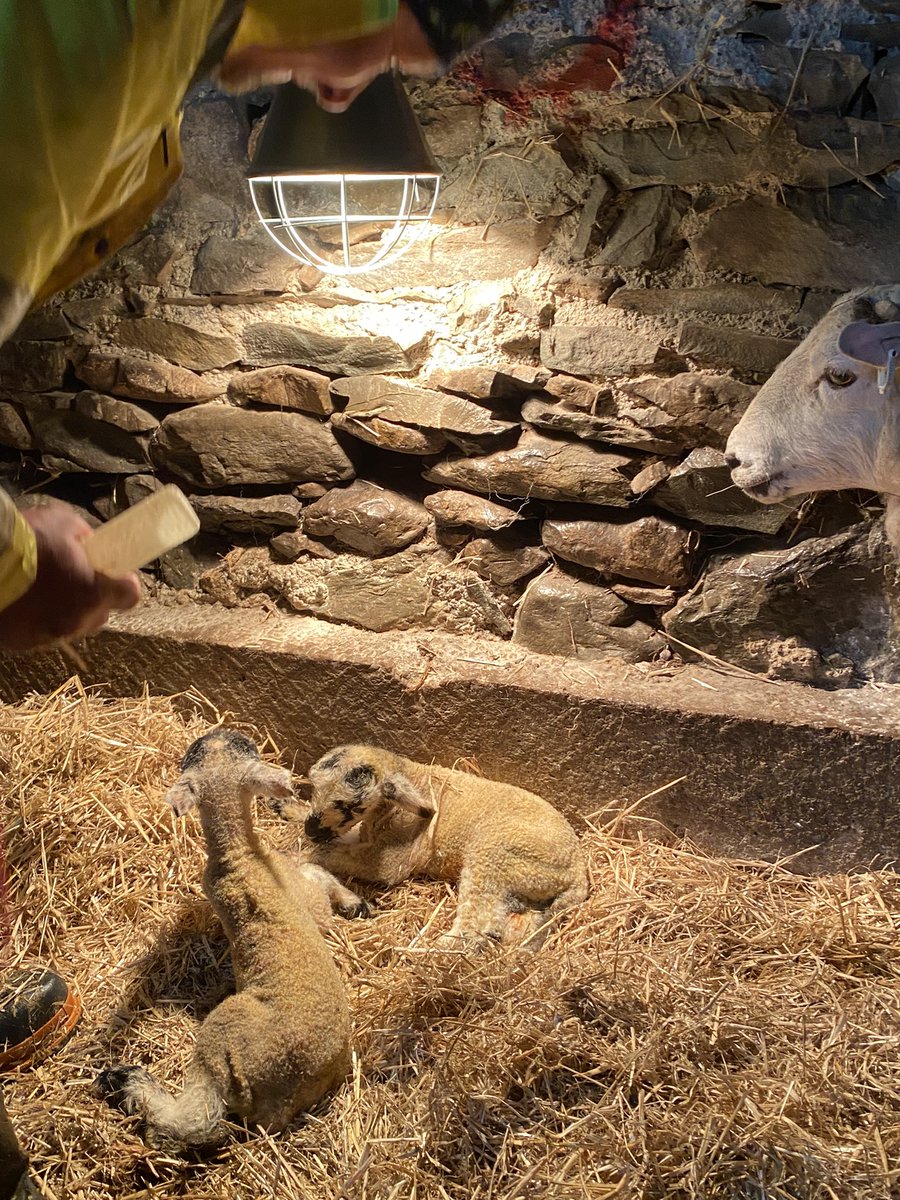 Croftfoot's tweet photo. Full speed ahead now on the farm. The rain has battered some newborns - we lamb outside. This pair had to be brought in for some intensive care yesterday. They’re both doing well this morning!#lambing2023 #fortyfarms https://t.co/7uO3W5C0HE