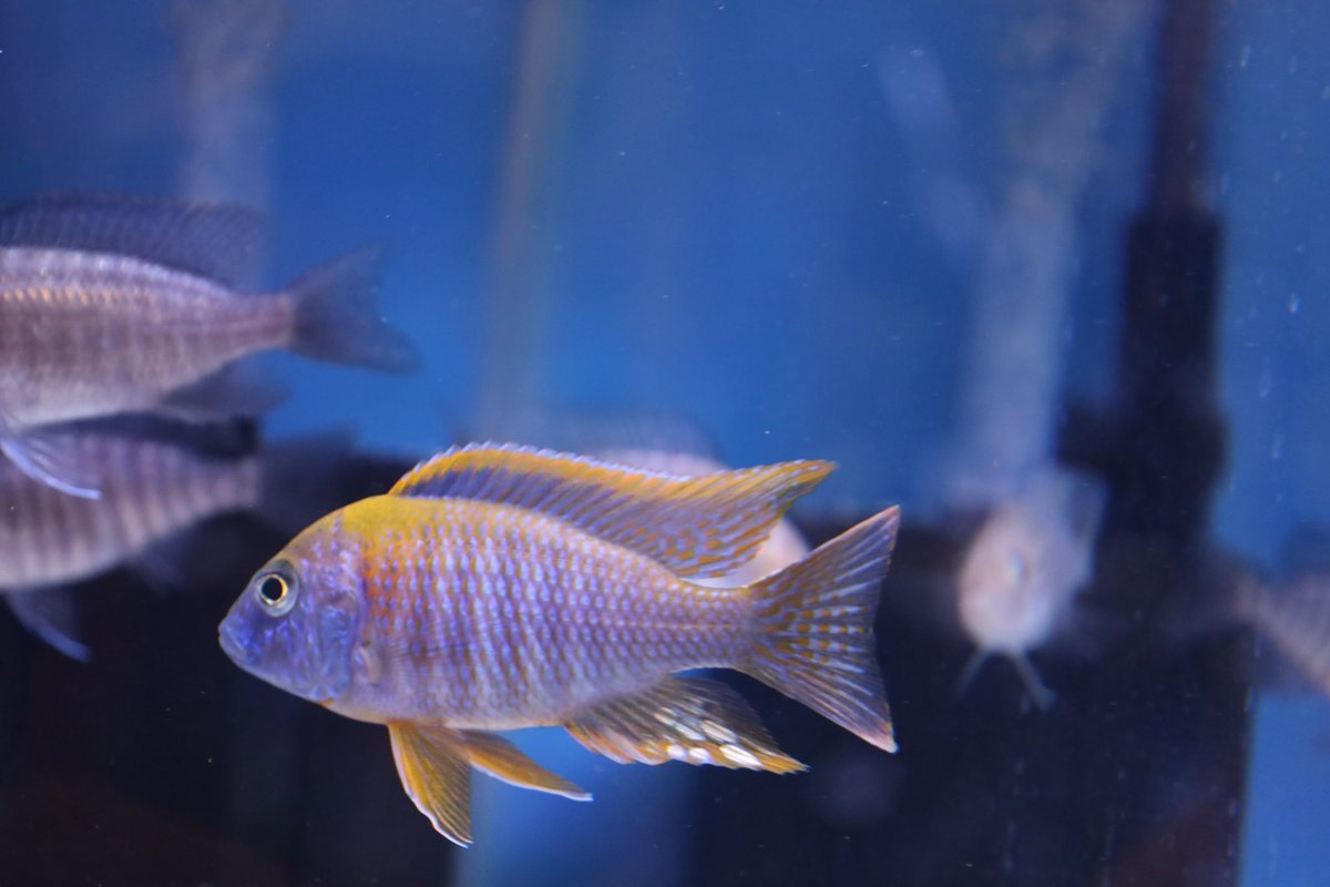 Bred right here in Riverside Ca, Who woulda thought. Come check us out non#Lemonjake #cichlid #cichlids #fish #freshwaterfish #fishforsale #aquarium #aquariumhobby #freshwateraquarium #africancichlid #africancichlids