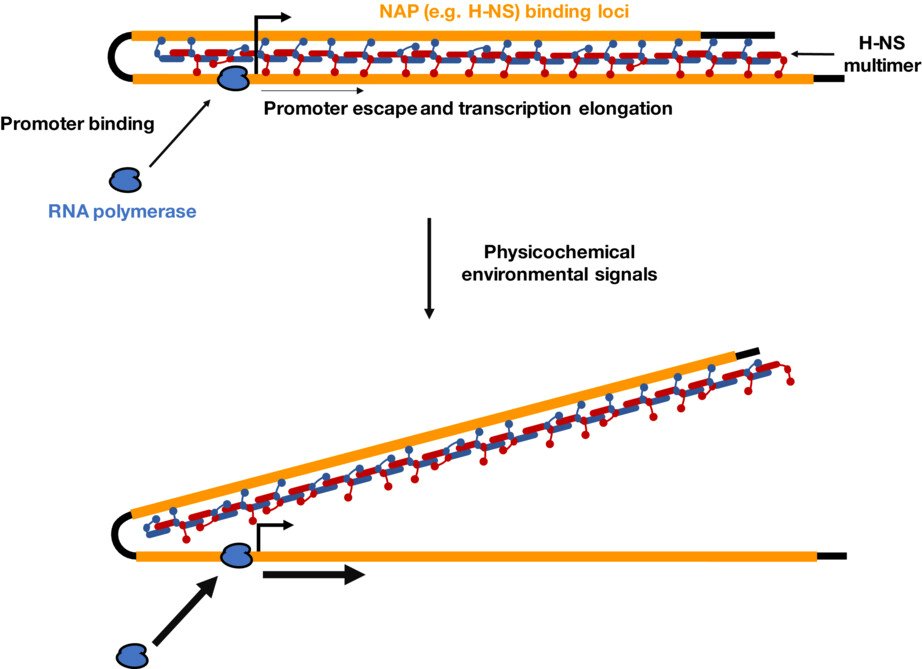 Three-dimensional chromosome re-modelling: The integral mechanism of transcription regulation in bacteria @MolMicroEditors Perspective by @27FMR27 and @DameLab at Leiden Institute of Chemistry @UniLeiden H-NS onlinelibrary.wiley.com/doi/10.1111/mm…