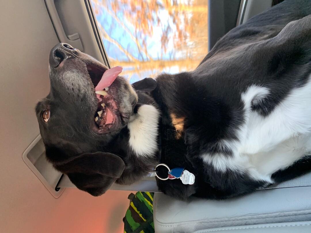 DoggoPy's tweet photo. Doggo Post: 7874
#gooddog https://t.co/cSAVONWHhH