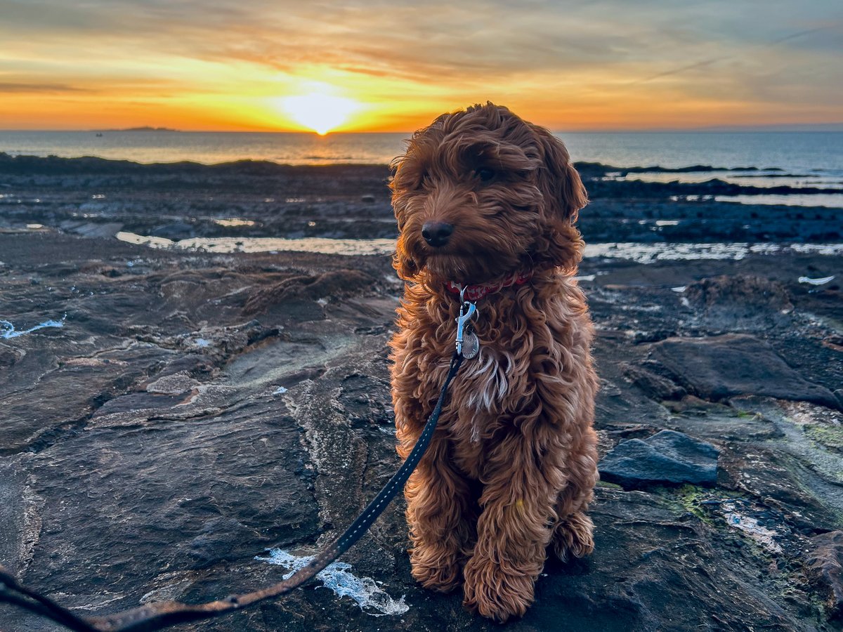 AbsoluteEscapes's tweet image. Happy #NationalPetDay! 🐶

We're celebrating the occasion by sharing these adorable photos of our Travel Specialist, Nairne, and her puppy, Tilly. 😍 They explored Scotland's beautiful #FifeCoastalPath, strolling around Anstruther, Pittenweem and Elie. ⛵ @welcometofife #lovefife