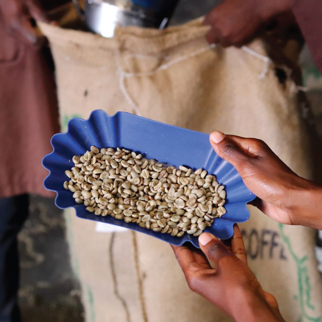 connectcoffeeKe's tweet image. Throughout every step of the coffee value chain, color-sorting is of the utmost importance. It's what makes #connectcoffee specialty coffee special. The process ensures that each green coffee we export across the global coffee market is of the highest quality.
#coffeesorting