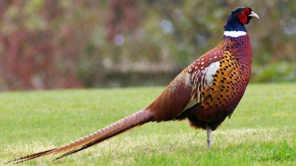 Gameandwildlife's tweet photo. 🗞️ Guidance for the Welsh gamebird Consultation | Biodiversity auditing is key to success of conservation plans | Species-rich wildflower meadows - https://t.co/XFBvrfHHYn https://t.co/6DfHx76HC4