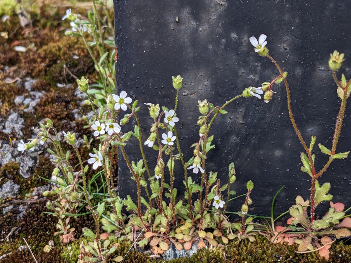 Shropshire Botany tweet media