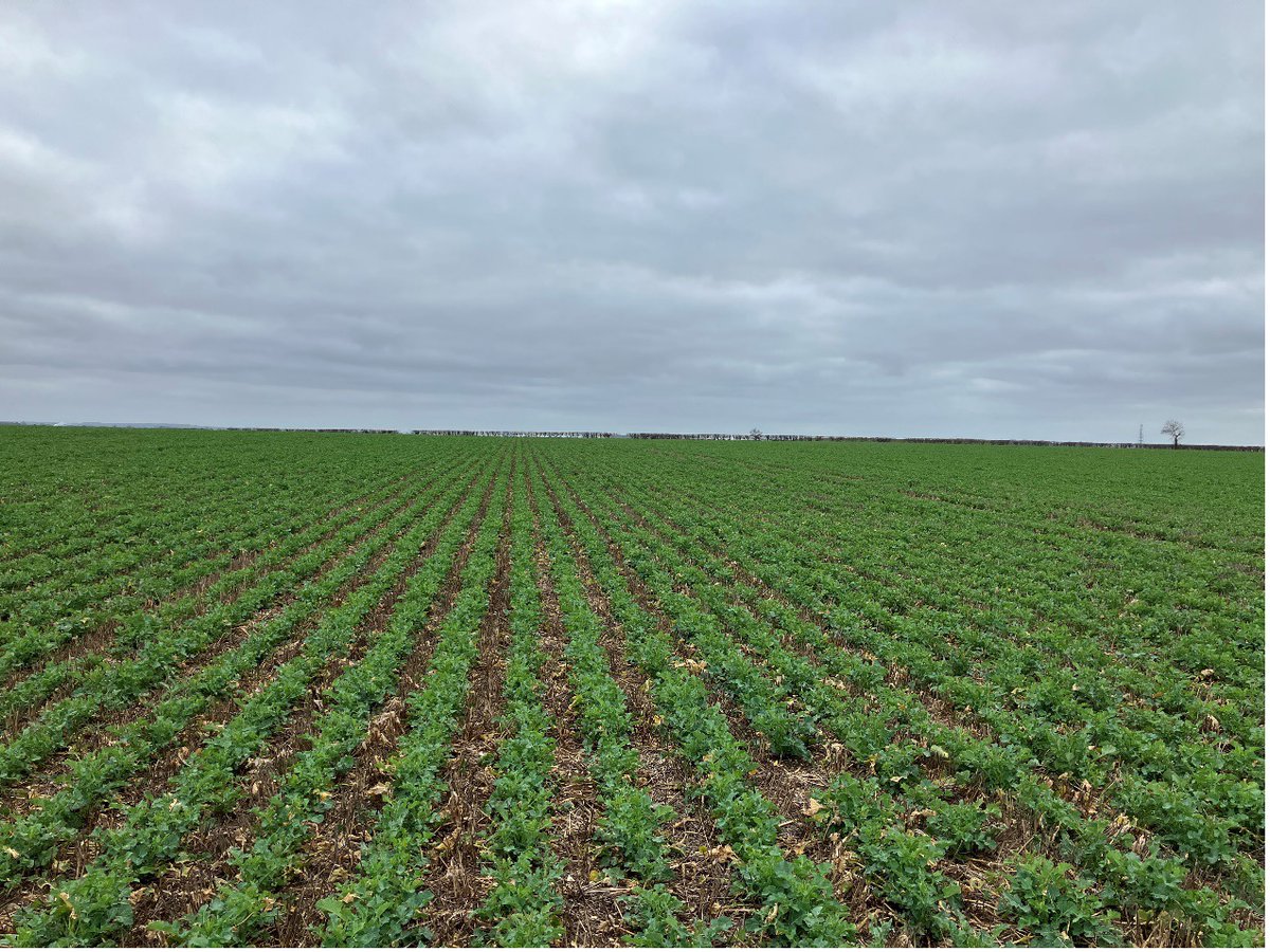 ActiveBPFarming's tweet photo. Read the latest farm update from George Strawson, our farms manager, for insight into crop establishment and his plan for the nutrition programme this year...  

#ukfarming #farmlife #agriculture

Learn more >>> https://t.co/dOTZ6zkbG3 https://t.co/ToHmyi9LQ0