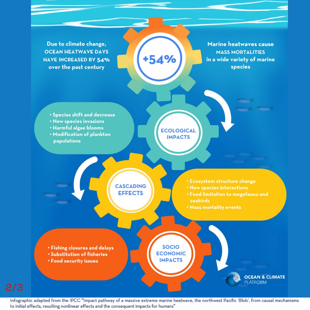 ocean_climate's tweet photo. [#WhatOceanForTomorrow]🌡️+54% of marine #heatwave days over the past century
🧐What are the impacts? Mass mortalities of marine species, #fishing closures…
⚠️On #land &amp; at #sea the consequences are rapid and long-lasting
👉Learn more: https://t.co/2qdzfUX96A https://t.co/c7OVofzVgb