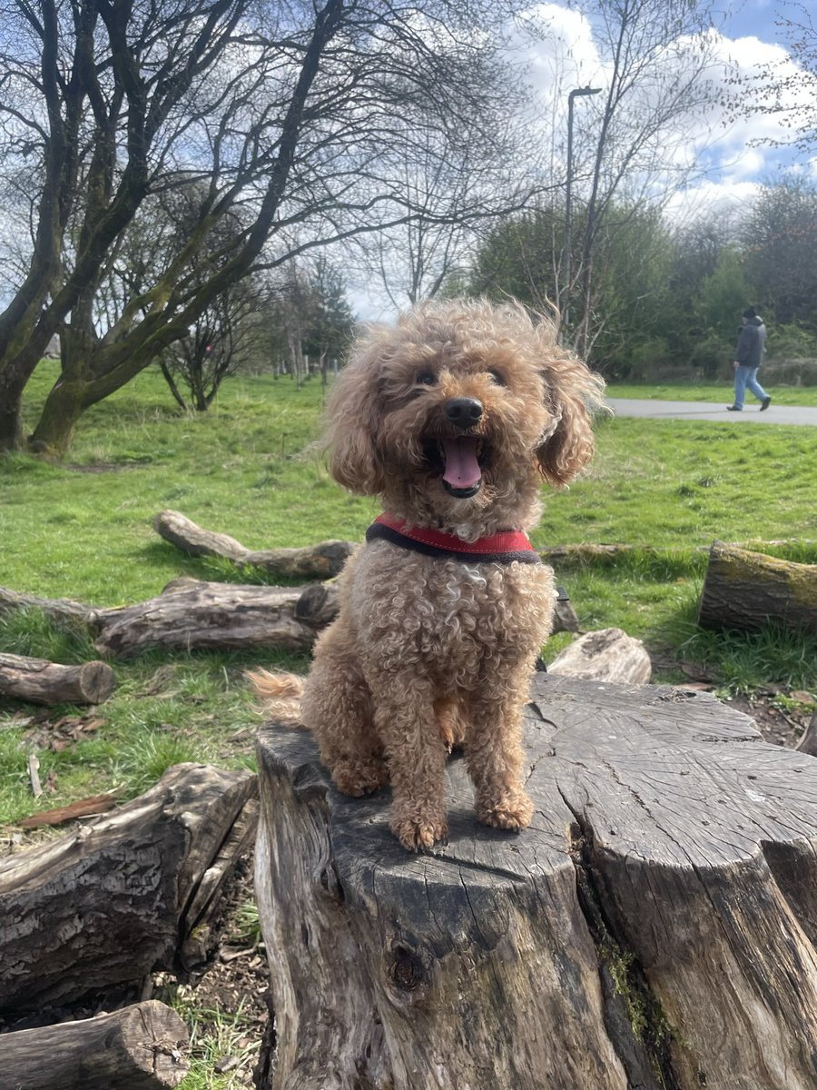 weeclairemcg's tweet photo. Lovely wee afternoon exploring the #CuningarLoop… lots to keep this lot busy in the sunshine #ClydeGateway https://t.co/mwii97JNV3