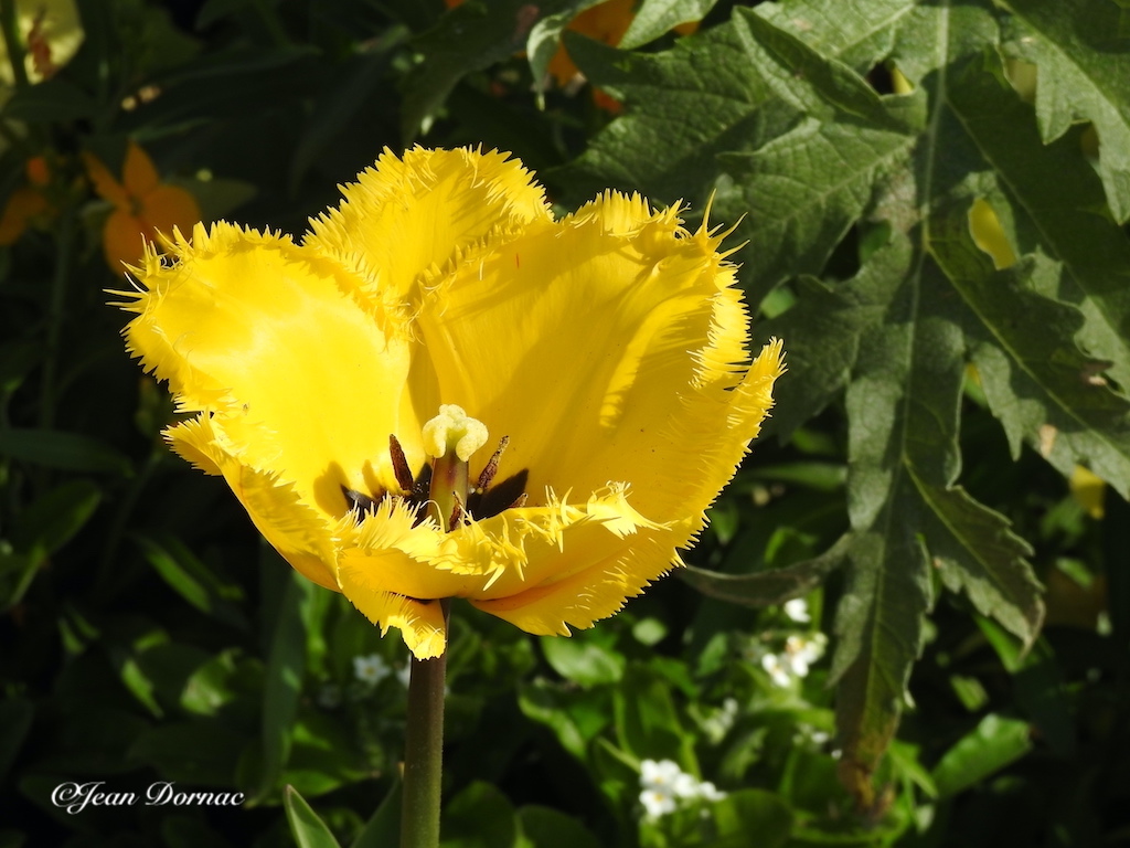 JeanDornac's tweet photo. Le genre de tulipe que j’affectionne particulièrement, avec les pétales crénelées sur le haut et un coeur offert au monde… #genre #tulipe #affectionne #pétales #crénelées #coeur #offert #monde #quai #Aiguillon #Lannion #CôteArmor #Bretagne #France https://t.co/JCkOv3a3W4