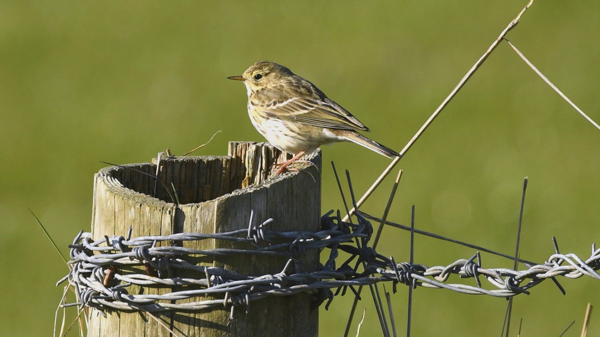 A #MeadowPipit at #SpurnPoint. 

#TwitterNatureCommunity #birdphotography #nature #wildlife #birds #BirdsofTwitter #birdtwitter #PipitFamily #spurnbirds