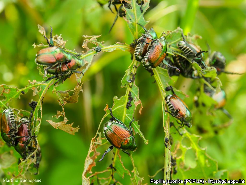 EPPO OEPP tweet media