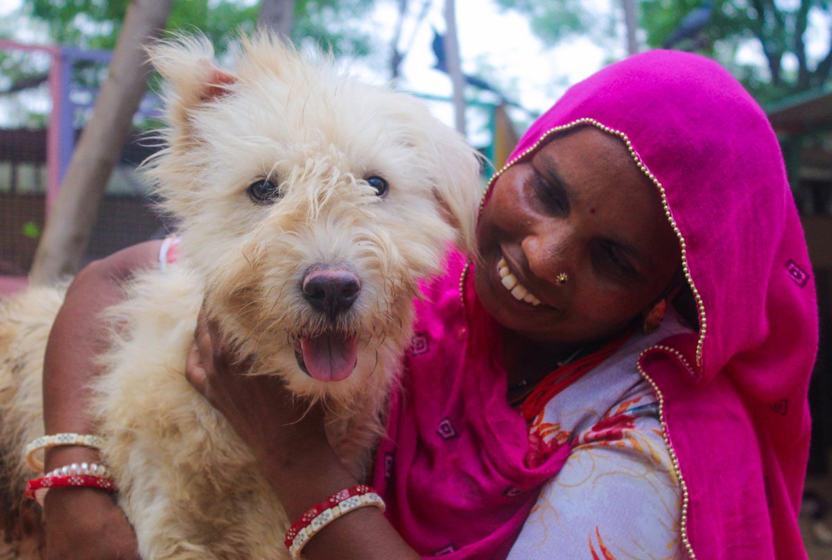 Adopt Popcorn today if you live in #India! After a good play session, he loves to snuggle up close to the people that he likes and cuddle. Follow the link to our #adoptions page for more information- animalaidunlimited.org/how-to.../adop… #animalrescue #dogs