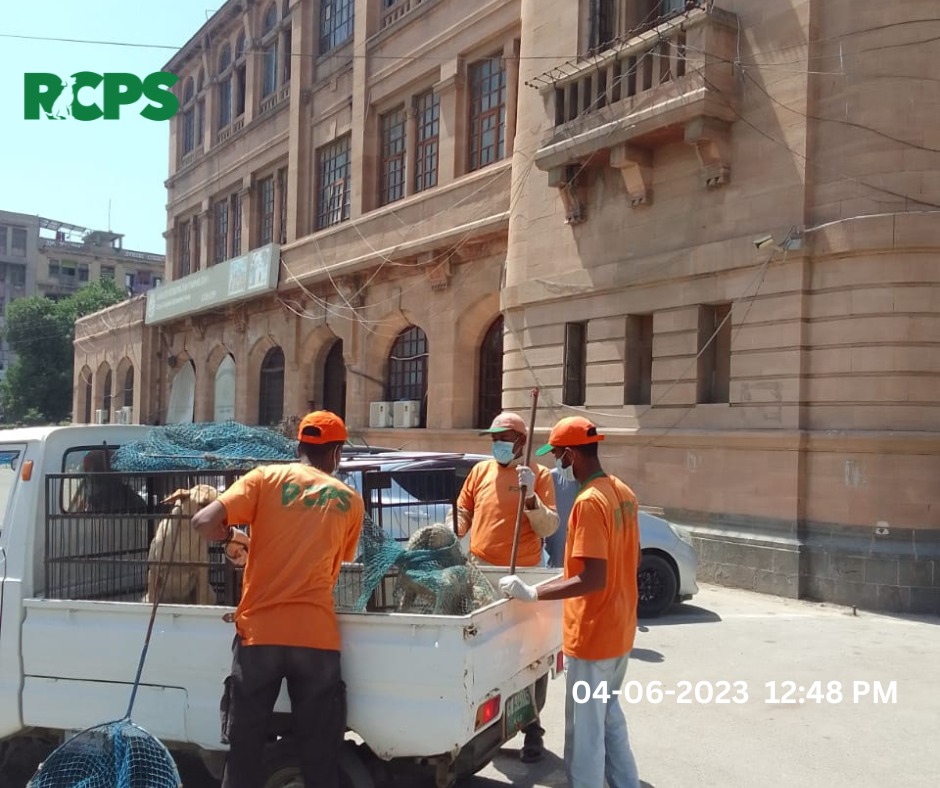 RCPSindh's tweet photo. Day 355 ~โ
Catch โ
Vaccinate โ
Collar โ
Mark โ
Record
* Every single dog vaccination takes us closer to eliminating Rabies!
๐KMC Office and Nanak wara market District South Karachi
๐Sumera chowk Ancholi society Maymar Karachi #RabiesControlProgramSindh #EliminateRabies https://t.co/UF6EozL6uq