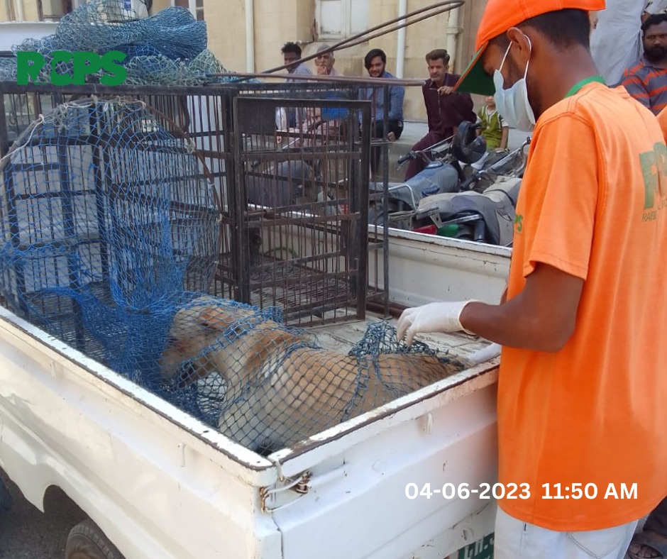 RCPSindh's tweet photo. Day 355 ~โ
Catch โ
Vaccinate โ
Collar โ
Mark โ
Record
* Every single dog vaccination takes us closer to eliminating Rabies!
๐KMC Office and Nanak wara market District South Karachi
๐Sumera chowk Ancholi society Maymar Karachi #RabiesControlProgramSindh #EliminateRabies https://t.co/UF6EozL6uq