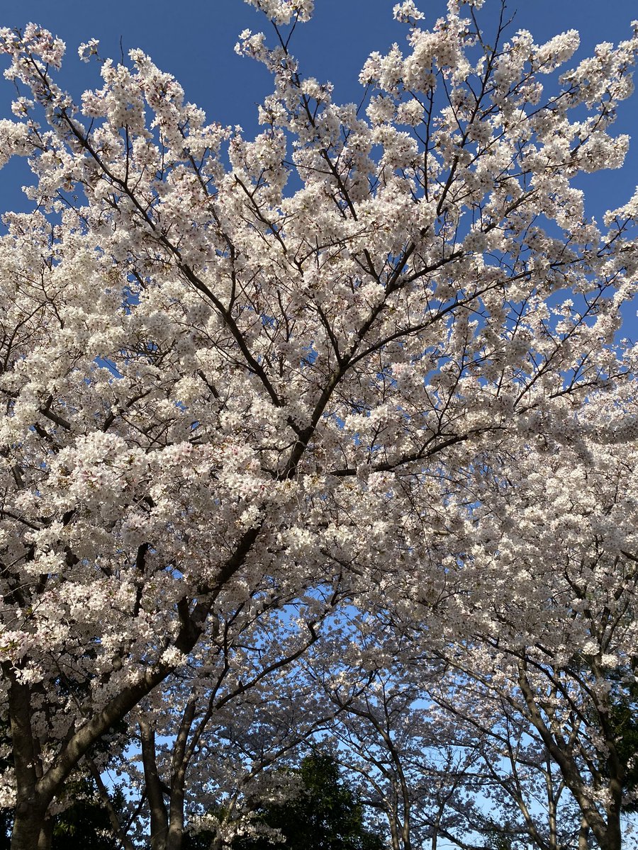 PracticeShare's tweet photo. @nekomasamunecom Sakura 🌸 is so beautiful https://t.co/daKsdfEdXh