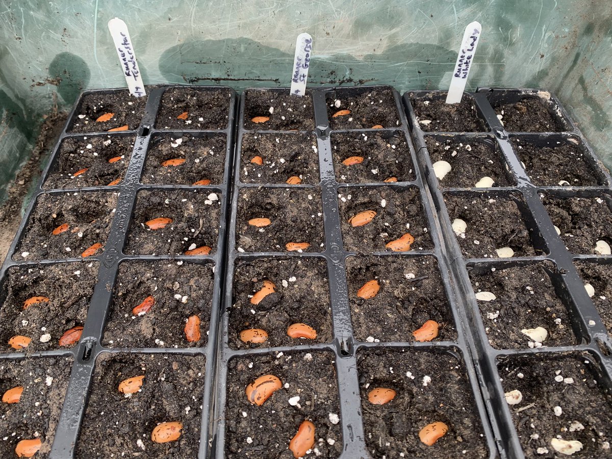 PeterSmithAg's tweet photo. Runner bean planting #tenderstem #stgeorge #guinessrecord #whitelady #growyourown #allotment https://t.co/g3LYykFfjv