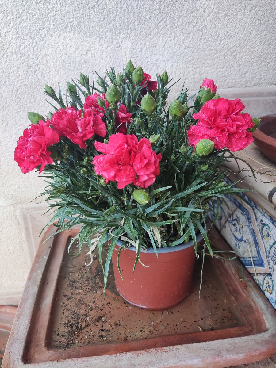 Todo en flor y el huerto en orden...