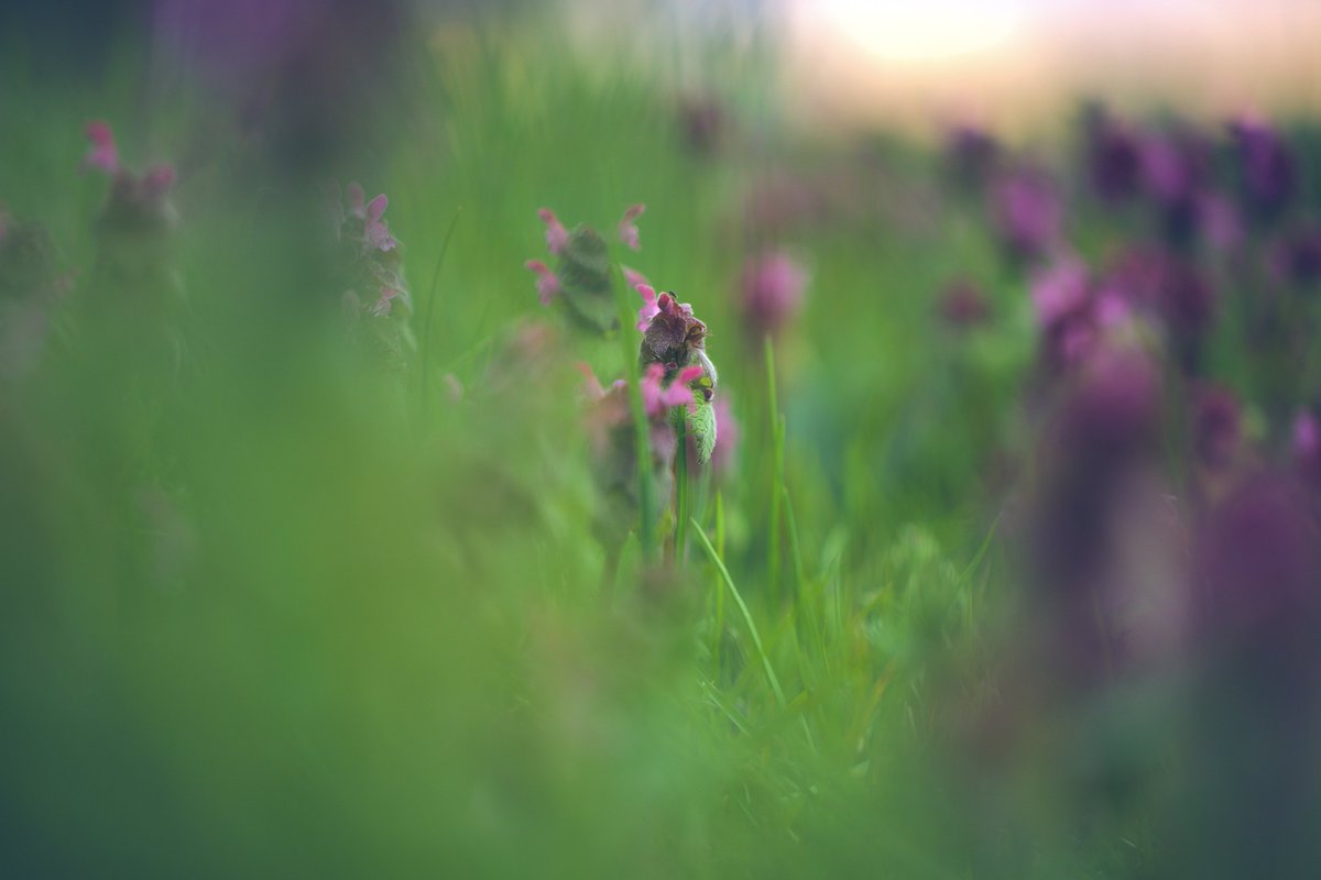 #blooddrainerphotography #photography #bulgaria #photooftheday #nature #macro #spring #flowers #plants #bokeh #happiness #love #passion #sunset

photography.blooddrainer.net
patreon.com/antonatanasov
instagram.com/blooddrainera/
flickr.com/photos/blooddr…
x.com/blooddrainera